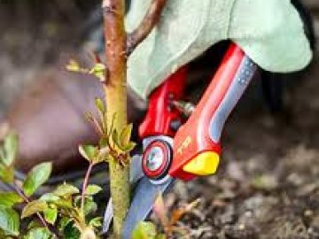 Как ухаживать за садом весной?